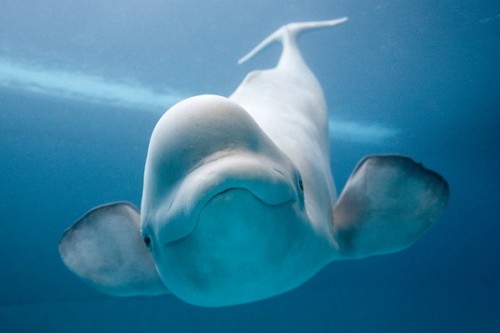 A-curious-Beluga-whale.jpg