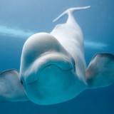 A-curious-Beluga-whale