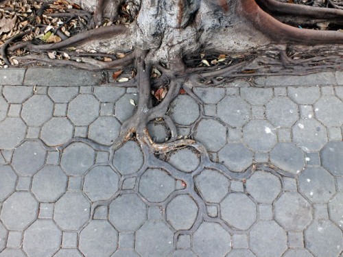 Adaptive roots in the concrete jungle