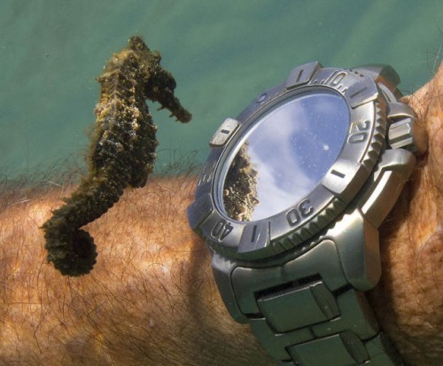 A seahorse inspects a diver watch