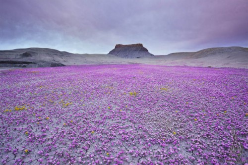 A sea of purple in the badlands of Utah
