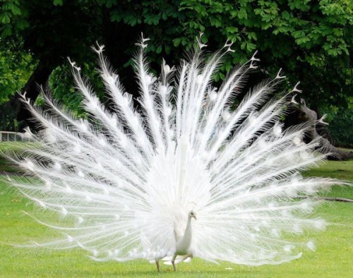 Beautiful-Albino-Peacock-600x473.jpg