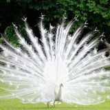 Beautiful-Albino-Peacock-600x473