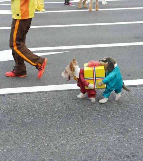 Best dog costume ever