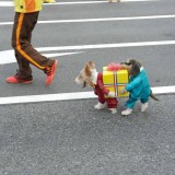 Best-dog-costume-ever