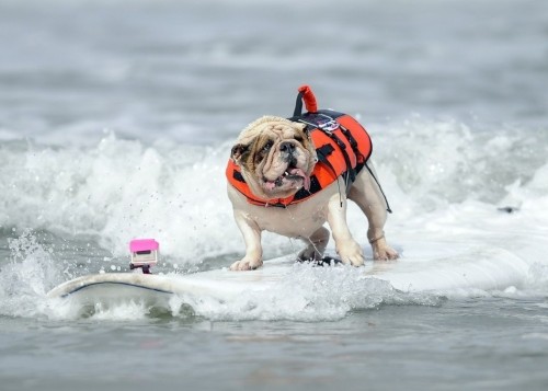 Bulldog na surfu