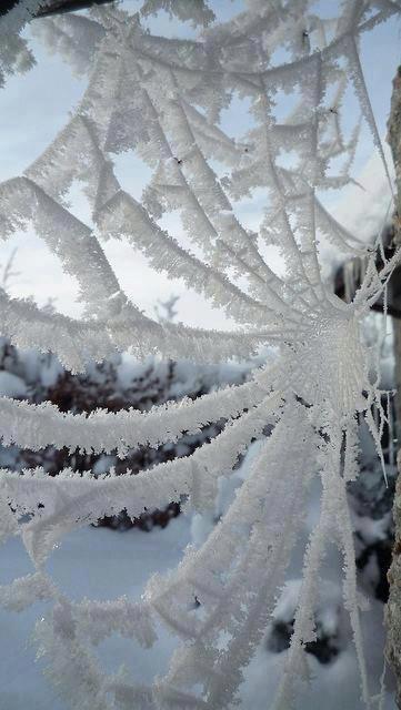 Frosted-spider-web.jpg