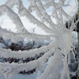 Frosted-spider-web