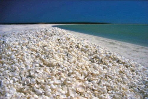 Shell Beach in Western Australia is made up of millions of tiny shells which are up to 10m deep and 