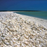 Shell-Beach-in-Western-Australia-is-made-up-of-millions-of-tiny-shells-which-are-up-to-10m-deep-and-stretch-for-over-120km.