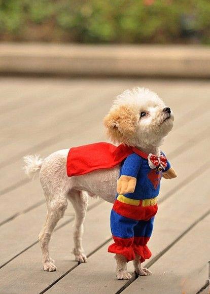 Super-Dog.jpg