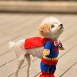 Super-Dog