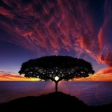 The-Sunset-Tree-600x362