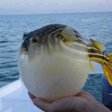 puffer-fish