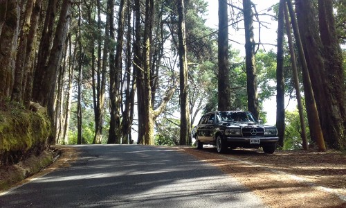 COSTA-RICA-PINE-FOREST.-MERCEDES-LANG-CLASSIC-LIMOUSINE-ADVENTURES..jpg