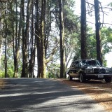 COSTA-RICA-PINE-FOREST.-MERCEDES-LANG-CLASSIC-LIMOUSINE-ADVENTURES.