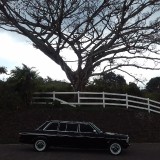 SPOOKY-TREE-IN-COSTA-RICA.-MERCEDES-LIMOUSINE-TOURS.